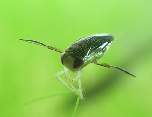 Lesser Water Boatman adult - Corixa punctata, click for a larger image, photo licensed for reuse CCASA2.5