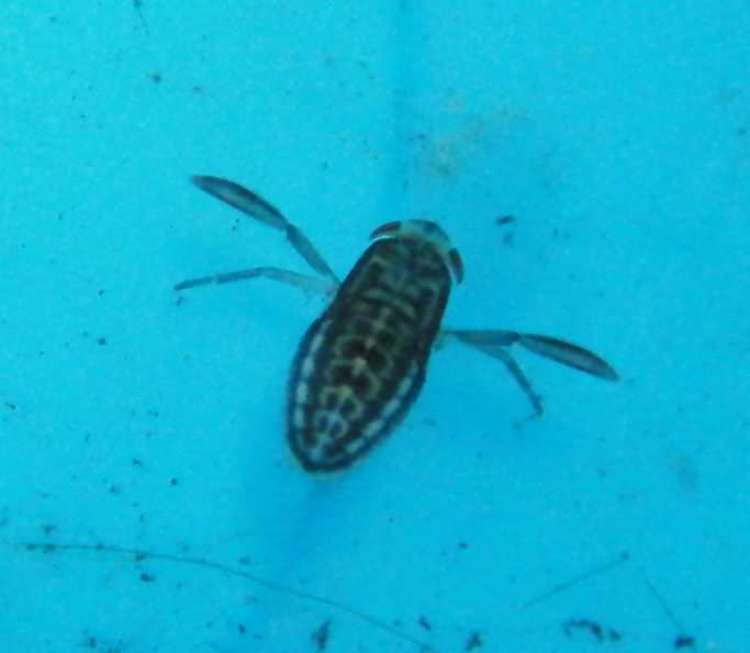 Lesser Water Boatman larvae - Corixa punctata, click for a larger image