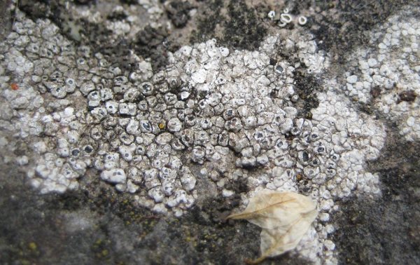 Lichen - Aspicilia contorta species information page