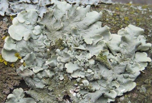 Lichen - Lecanora chlarotera species information page