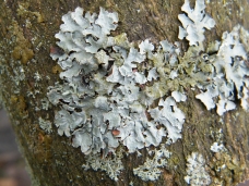 Lichen - Hypotrachyna revoluta species information page