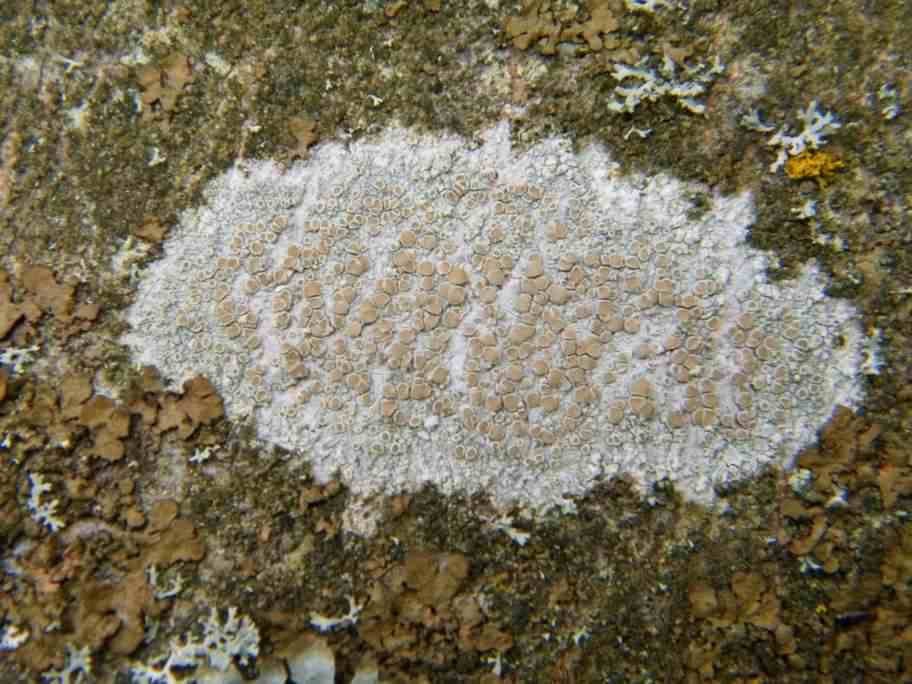 Lichen - Lecanora chlarotera, click for a larger image