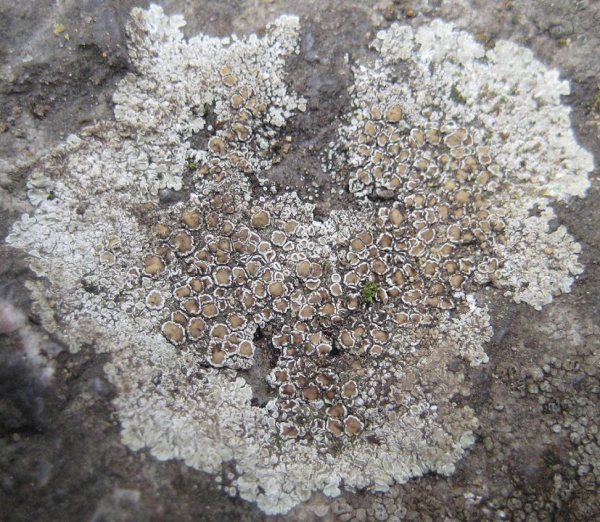 Lichen - Lecanora muralis, click for a larger image, photo licensed for reuse ©2010 Fay Newbury