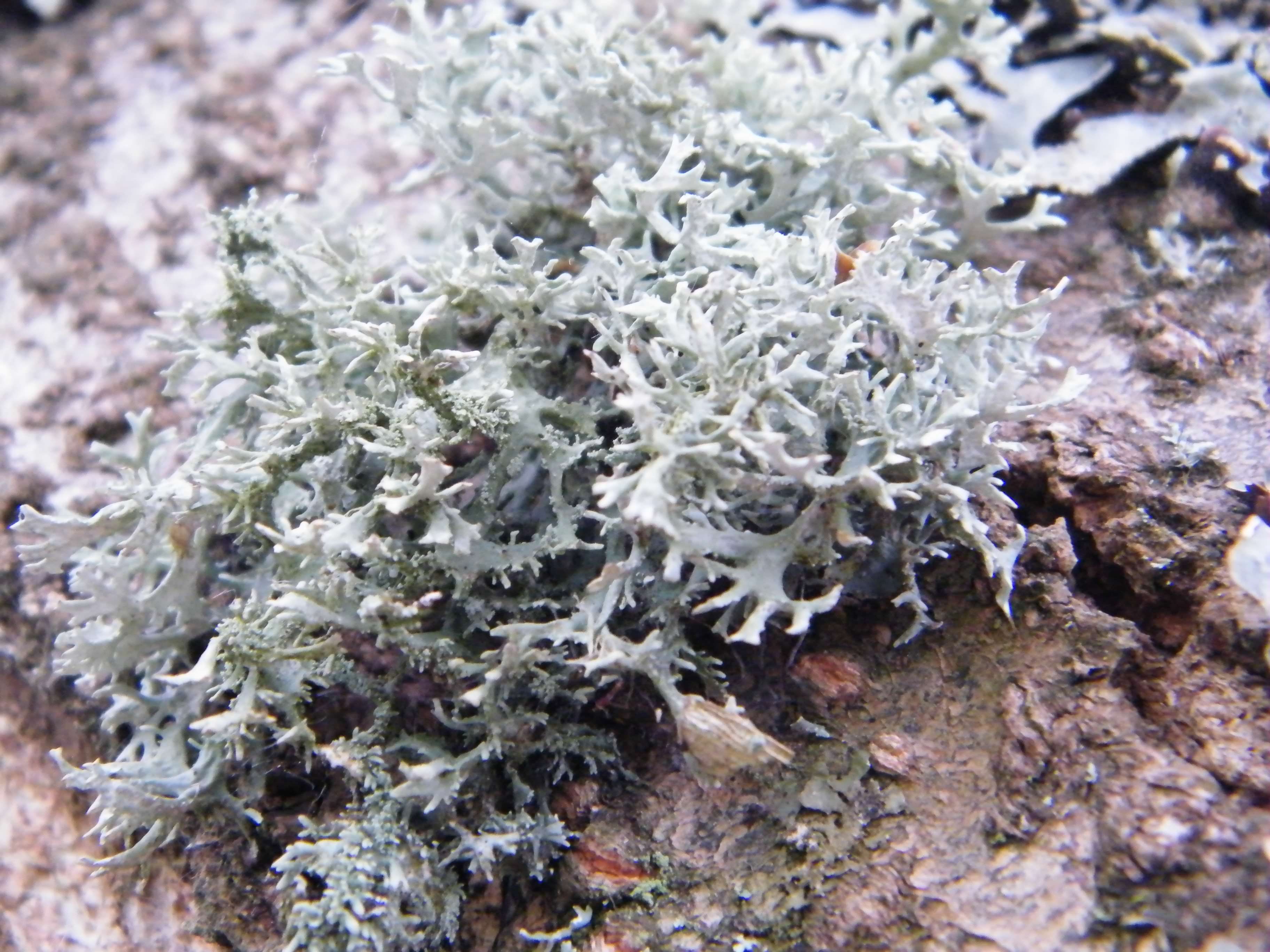 Oakmoss Lichen - Evernia prunastri species information page