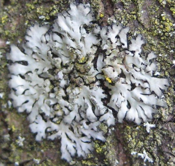 Lichen - Phaeophyscia orbicularis, click for a larger image