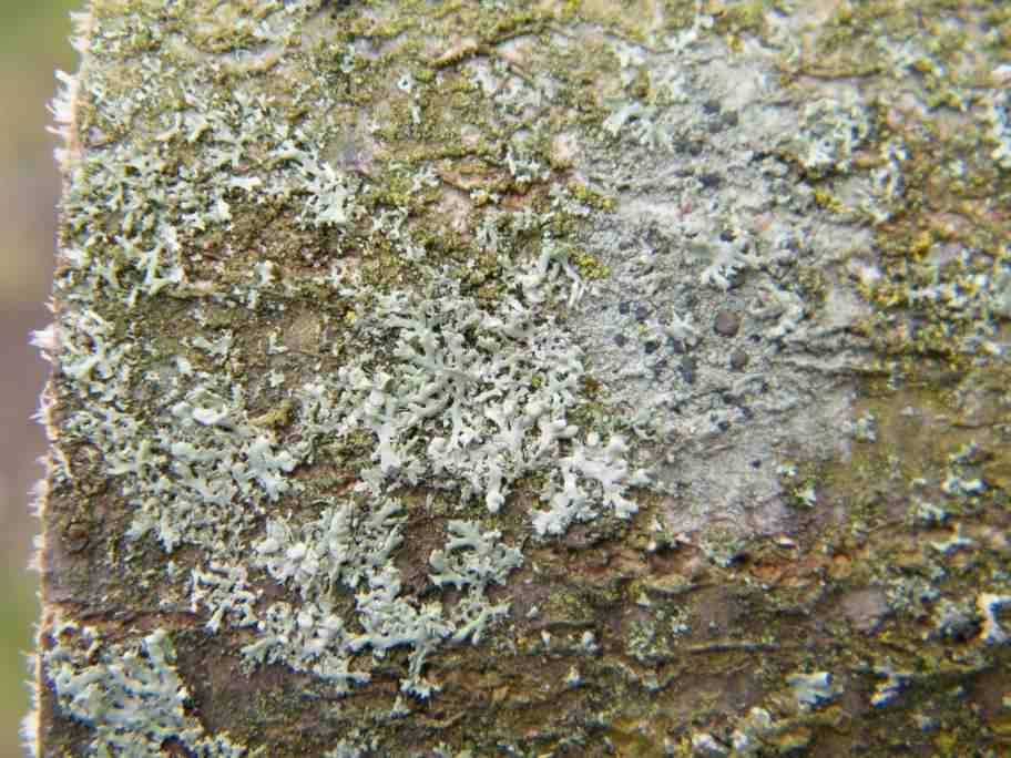 Lichen - Physcia adscendens species information page