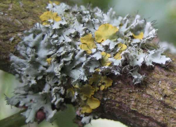 Lichen - Physcia tenella species information page