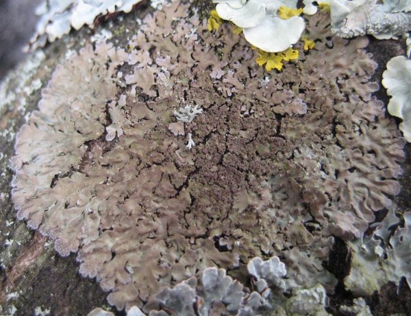 Lichen - Physconia grisea species information page