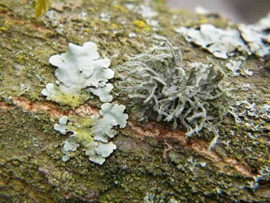 Lichen - Ramalina farinacea, click for a larger image