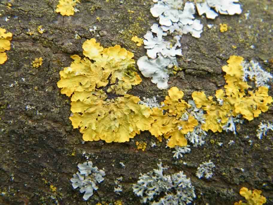 Lichen - Xanthoria parietina, click for a larger image