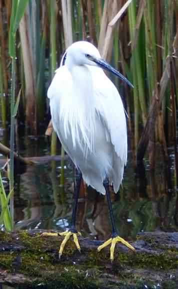 Little Egret - Egretta garzetta, click for a larger image, licensed for reuse CCA3.0