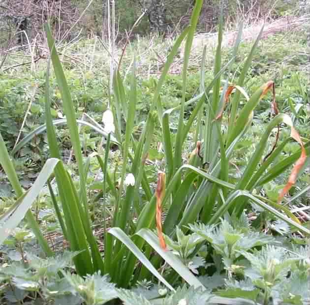 Loddon Lily - Leucojum aestivum