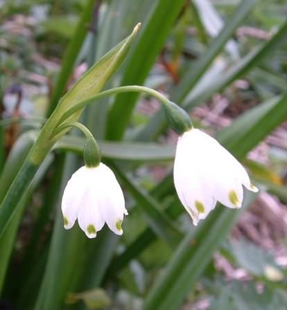 Loddon Lily - Leucojum aestivum