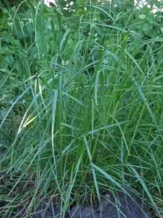 Perennial Ryegrass - Lolium perenne, species information page, photo licensed for reuse CCASA3.0