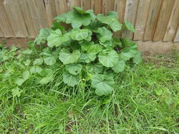 Mallow (Cheeseweed) - Malva parviflora, click for a larger image