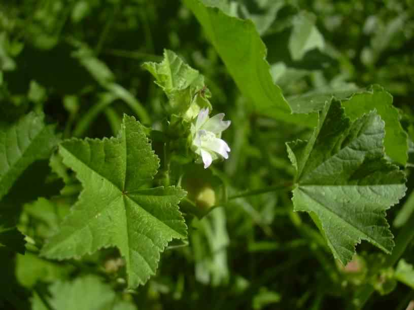 Mallow (Cheeseweed) - Malva parviflora, click for a larger image, photo licensed for reuse CCASA3.0