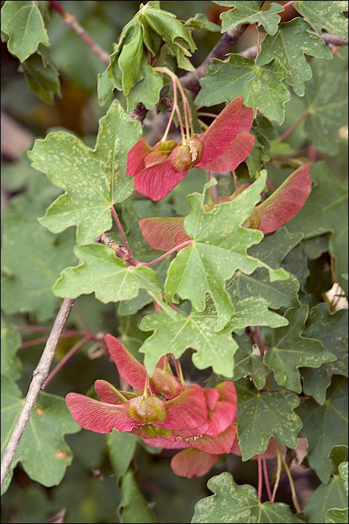 Field Maple - Acer campestre, click for a larger image, licensed for reuse NCSA3.0