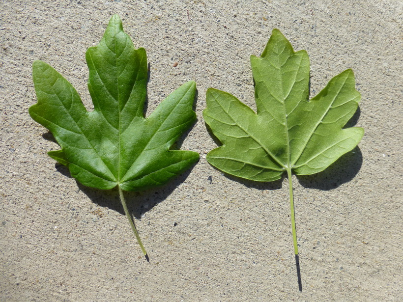 Field Maple - Acer campestre, click for a larger image, licensed for reuse NCSA3.0