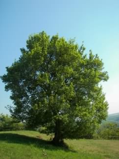 Field Maple - Acer campestre, click for a larger image, photo licensed for reuse CCASA2.5