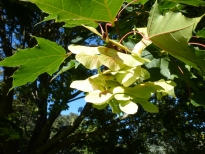 Norway Maple - Acer platanoides, click for a larger image, licensed for reuse CCBYNC3.0