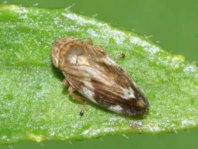 Meadow Froghopper - Philaenus spumarius, click for a larger image, photo licensed for reuse CCASA3.0