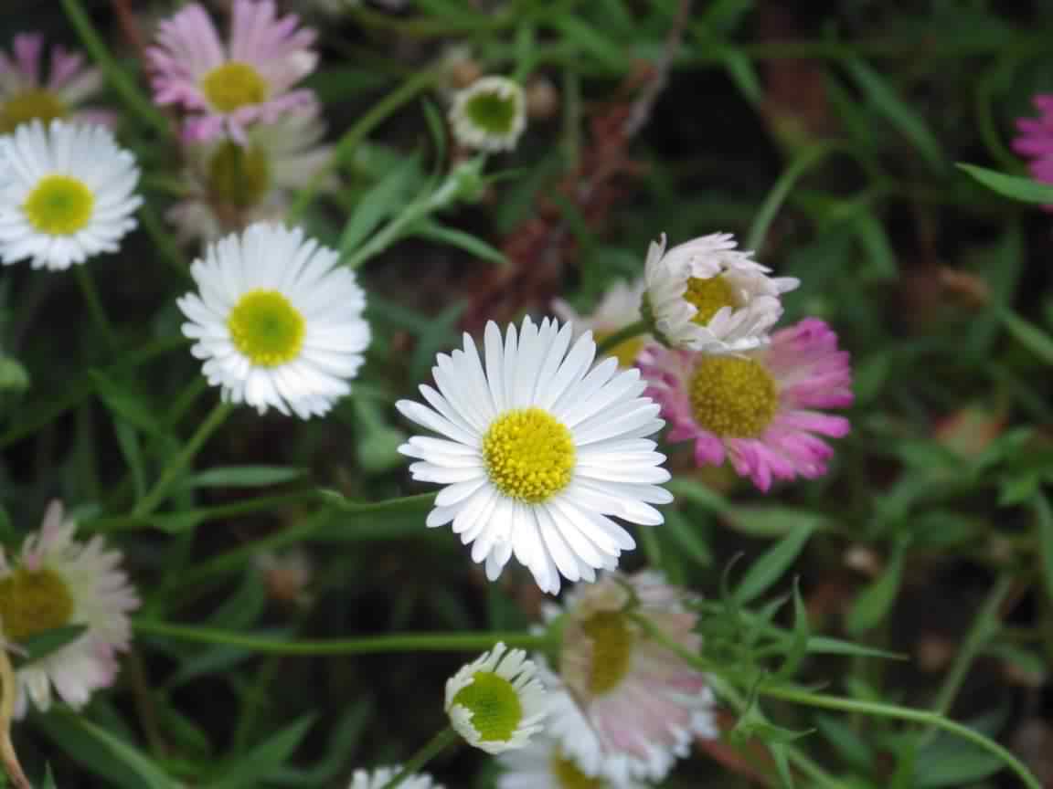 Mexican Fleabane - Erigeron karvinskianus, click for a larger image