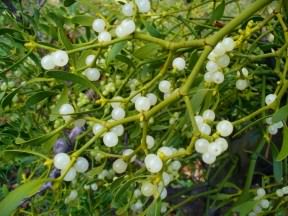 European Mistletoe - Viscum album, click for a larger image, photo licensed for reuse CCASA3.0