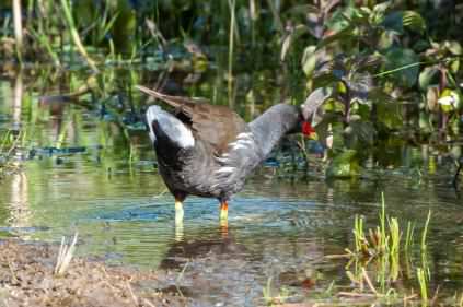 Moorhen - Gallinula chloropus, click for a larger image, ©2020 Colin Varndell, used with permission