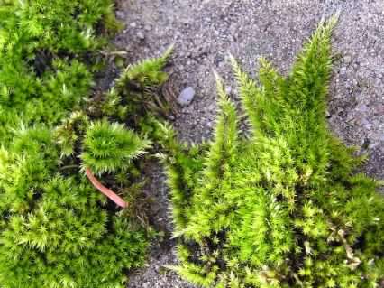 Feather-moss - Homalothecium sericeum, click for a larger image, photo licensed for reuse CCASA3.0