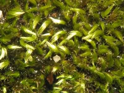 Feather-moss - Homalothecium sericeum, species information page, photo licensed for reuse CCASA3.0