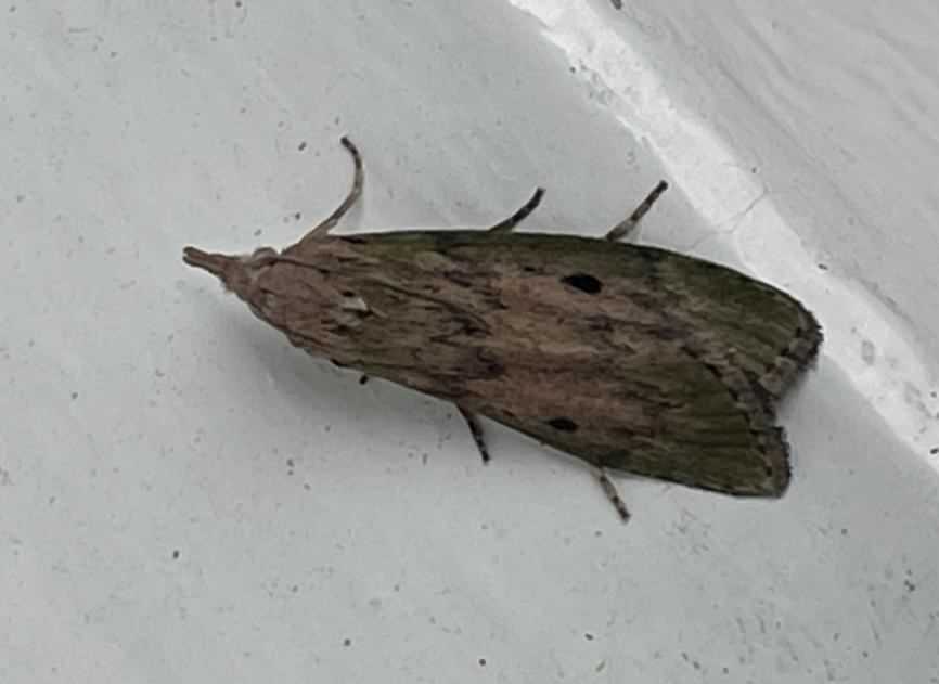 Bee Moth - Aphomia sociella, click for a larger image