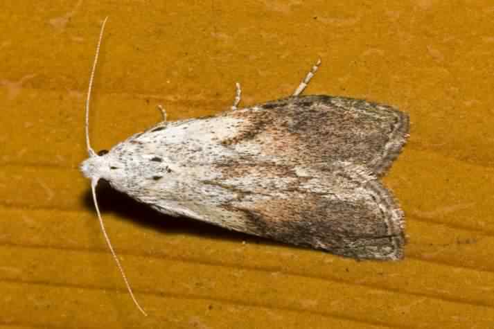 Bee Moth - Aphomia sociella, click for a larger image, licensed for reuse CCASA2.5