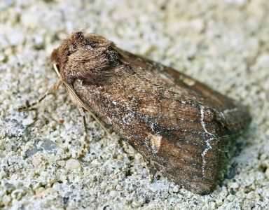 Bright-line Brown-eye - Lacanobia oleracea, species information page