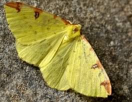 Brimstone moth - Opisthograptis luteolata, click for a larger image, photo ©2005 Entomart
