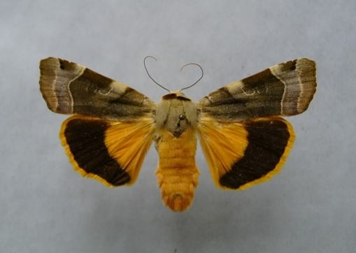 Broad-bordered Yellow Underwing - Noctua fimbriata, click for a larger image, photo licensed for reuse CCASA3.0