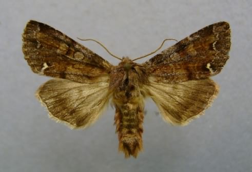 Broom moth - Melanchra pisi, click for a larger image, photo licensed for reuse CCASA3.0