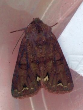 Broom moth - Melanchra pisi, click for a larger image, photo licensed for reuse CCBY3.0