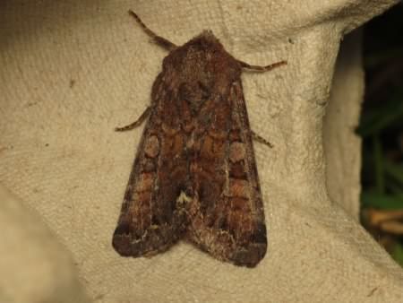Broom moth - Melanchra pisi, click for a larger image, photo licensed for reuse CCA2.0