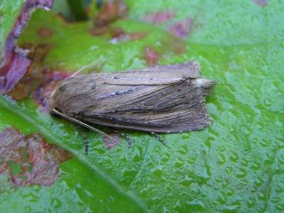 Bulrush Wainscot moth - Nonagria typhae, click for a larger image, photo licensed for reuse CCASA3.0