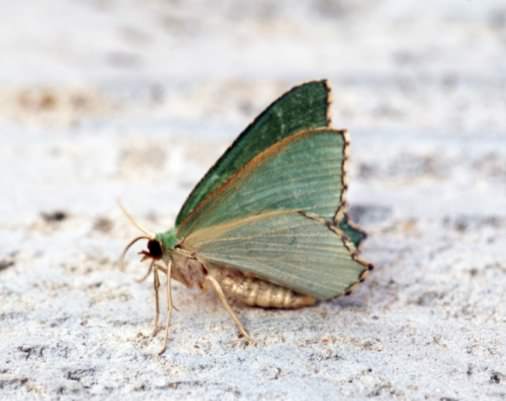 Common Emerald moth - Hemithea aestivaria, click for a larger image, photo licensed for reuse CCA2.0