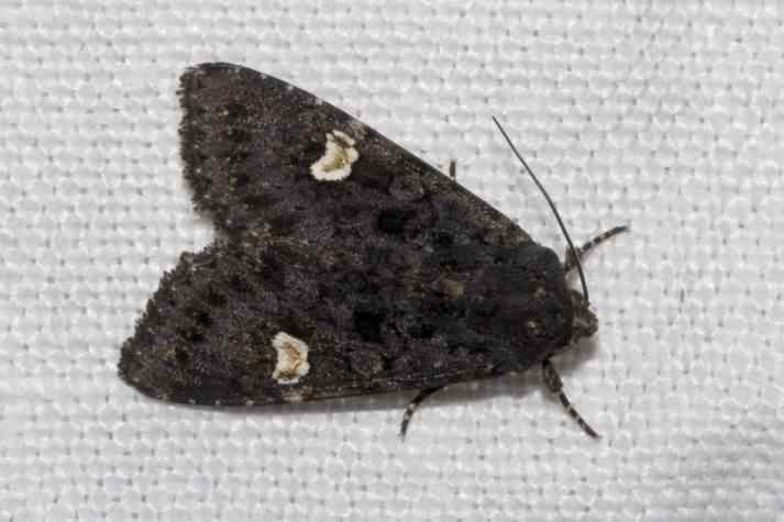 Dot moth - Melanchra persicariae, photo licensed for reuse CCASA2.5