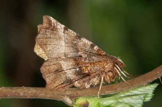 Early Thorn moth - Selenia dentaria, click for a larger image, licensed for reuse CCANC3.0