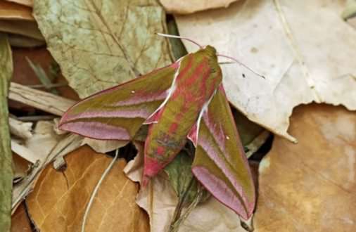 Elephant Hawk-moth - Deilephila elpenor, click for a larger image, photo licensed for reuse ©2012 Entomart
