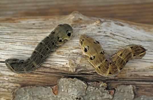 Elephant Hawk-moth - Deilephila elpenor, click for a larger image, photo licensed for reuse ©2012 Entomart