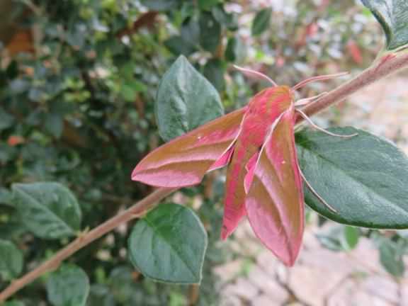 Elephant Hawk-moth - Deilephila elpenor, click for a larger image, licensed for reuse CCANC3.0