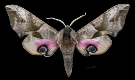 Eyed hawk–moth - Smerinthus ocellatus, click for a larger image, photo licensed for reuse CCASA4.0