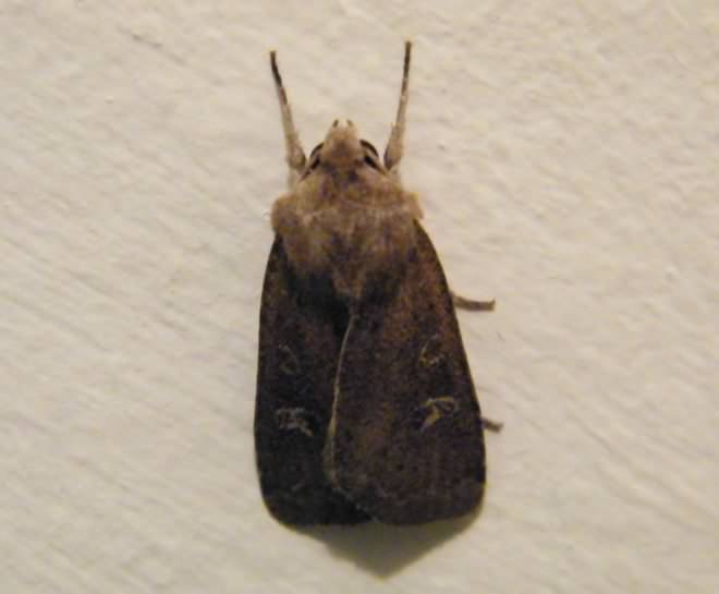 Garden Dart - Euxoa nigricans, species information page