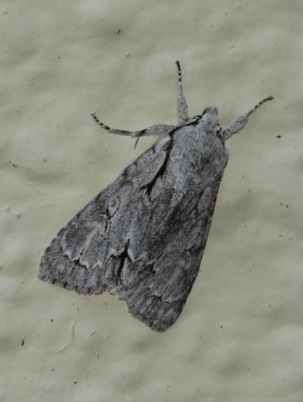 Grey Dagger - Acronicta psi, click for a larger image, photo licensed for reuse CCBY3.0