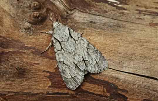 Horse Chestnut Leaf-miner - Cameraria ohridella, species information page