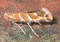 Horse Chestnut Leaf-miner - Cameraria ohridella, click for a larger image CCASA3.0